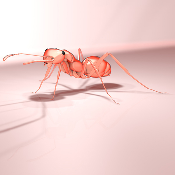 ant cinema 4d CGI fourmis 3D insect