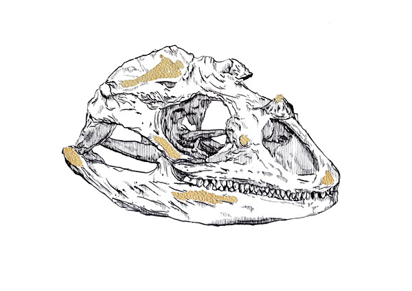 pen and ink gold leaf skull skulls animal skulls