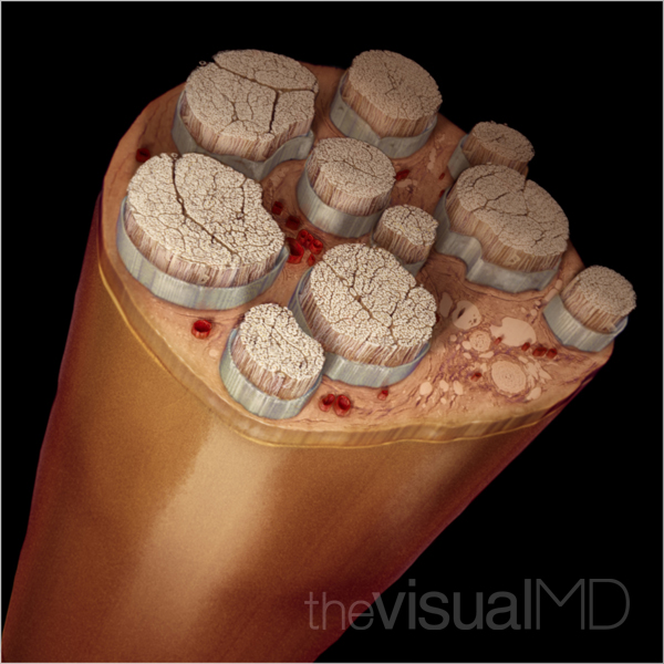 Medical Illustration - Peripheral Nerve on Behance