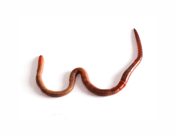 Червяк против червяков. Красный червь (Lumbricus rubellus.