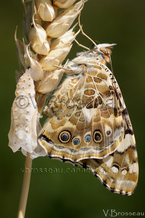 butterfly birth Renewal Papillon Emergence macro photo Nature