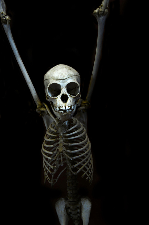 Photographie squelettes animaux museum anatomie