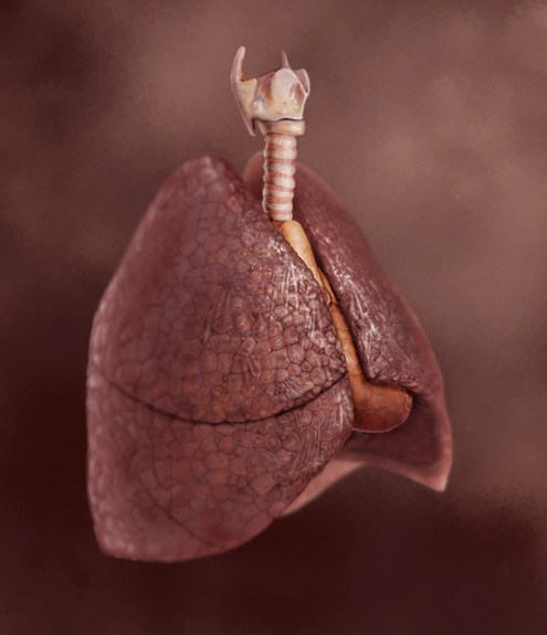 medical arts lungs heart ILLUSTRATION  photoshop scientific drawing anatomical anatomy art human anatomy
