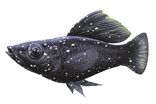 Tetra Illnesses fish sick  tertapond tetrafuana marineland