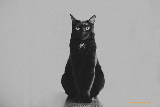 pet photography animal photography animal portraiture cat photography cat portraiture black cats black and white sydney pet photographer pets