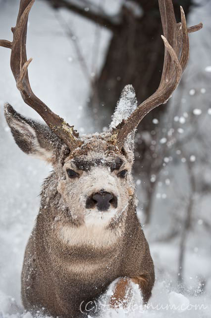 Elk, Deer, Goat & Sheep - Big Game Wildlife Photography :: Behance