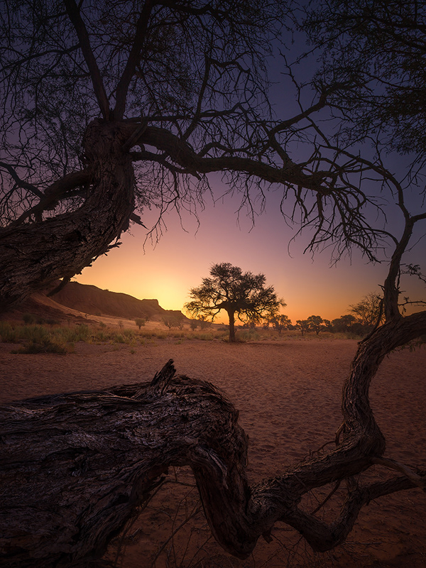 Trees of Namibia