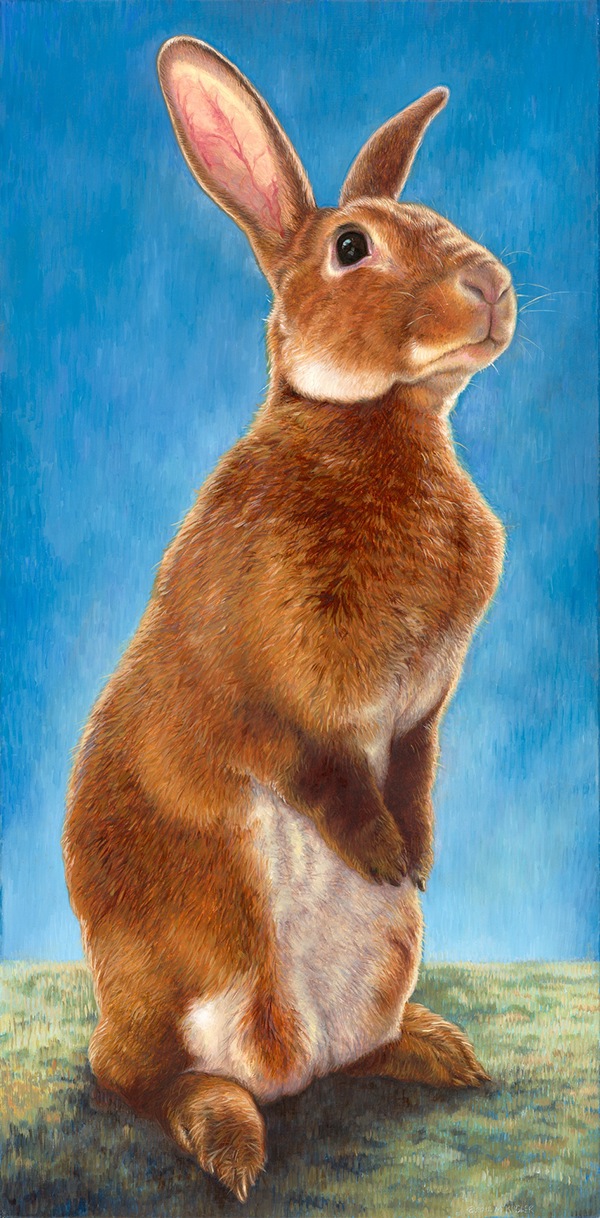portrait  animals  rabbit