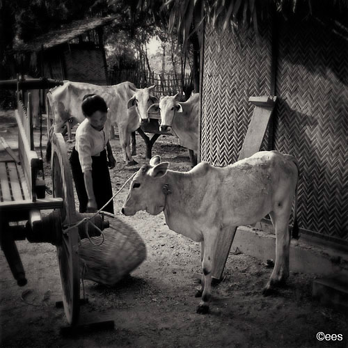 portrait people Food  fine art black&white photography stills art abstract man woman hands temple fish myanmarpure