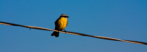 birds photo Guatemala