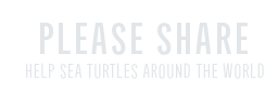plastic bags sea Turtles  guayaquil Ecuador MARURI grey