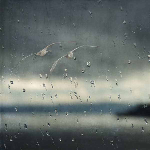Sally Banfill seascapes dreamy seagulls birds in flight rainy Puget Sound