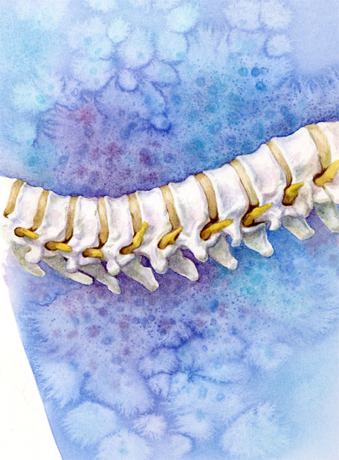 spine  anatomy bone pelvic bone close up structure medical skeleton vertebrae chemical Medicinal