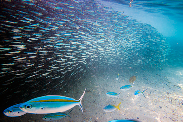 underwater sea Ocean marine malaysia Island Redang fish jelly fish Crown fish 