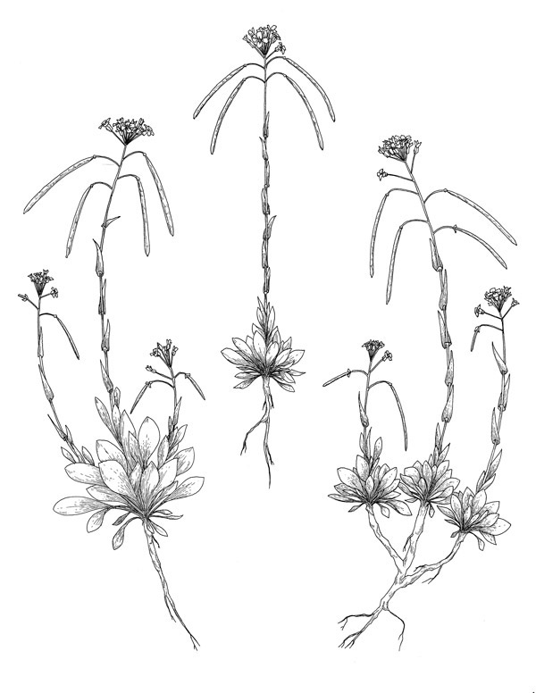 boechera scientific pen ink botanical Plant