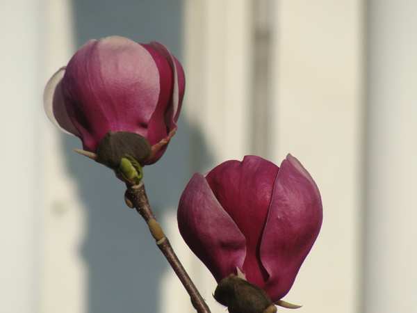magnolia Flowers purple queen