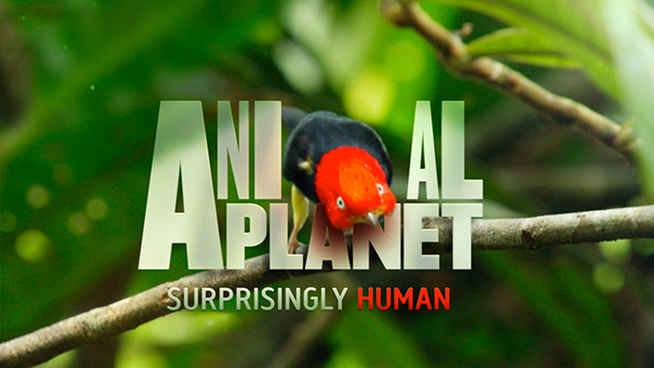 Rebrand - Animal Planet - Discovery on Behance