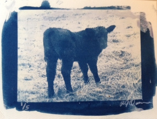 cyanotype farm Cattle breeding Monochromatic Collaboration printmaking