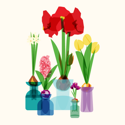 forcing vase Vase spring bulb flat transparent Transparency crocus daffodil tulip Amaryllis still life