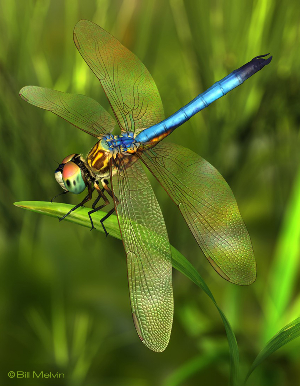 animal insect 3D model dragonfly bug cinema 4d Zbrush