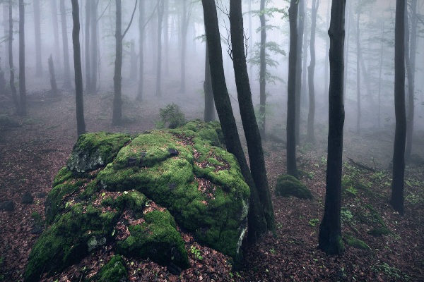 brothers grimm fairytale kilian schoenberger kilian schönberger winter autumn Magic   entchanted fog Mystic concept