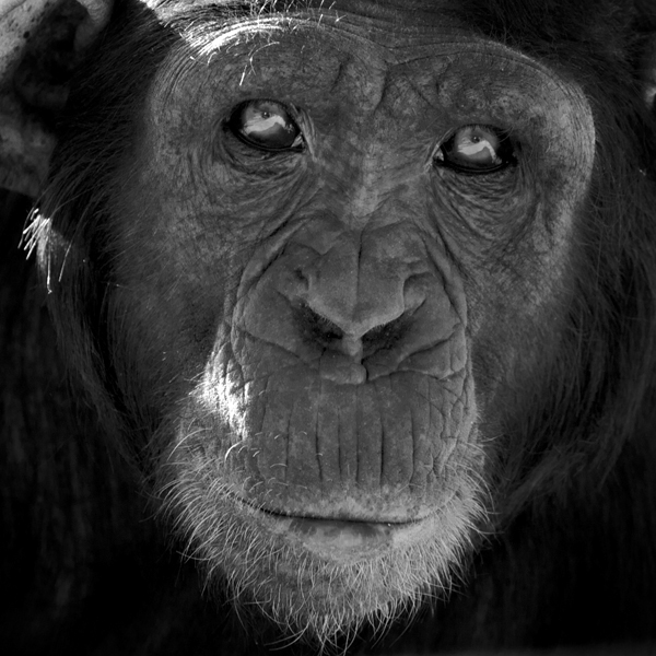 Ed Brazier Brazier wildlife lion cheetah elephant chimpanzee monkey africa black & white Oryx
