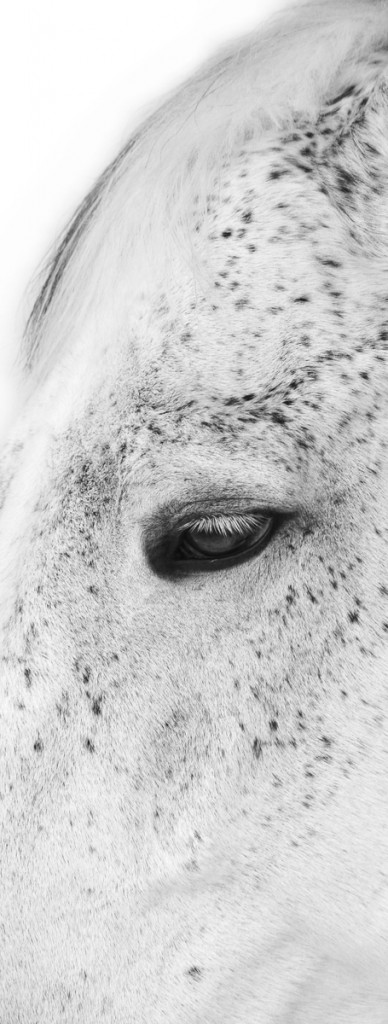 alone horse monochrome