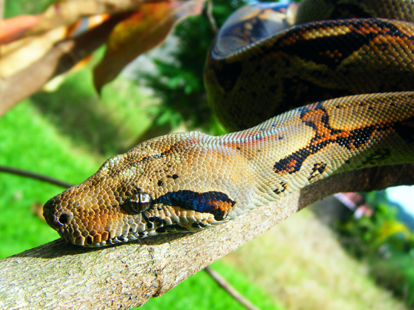 #nature #boa #constrictor #photography