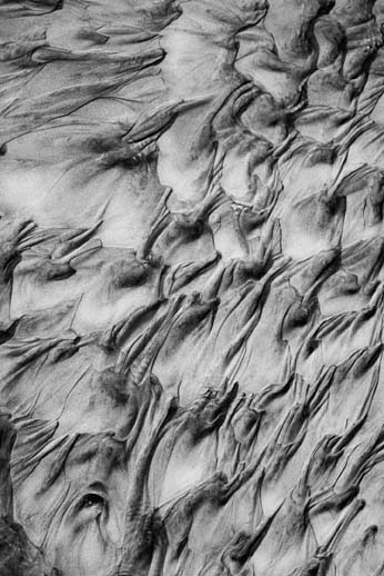 sand bw grayscale forest tasmania water Transformation shapes faces Nature