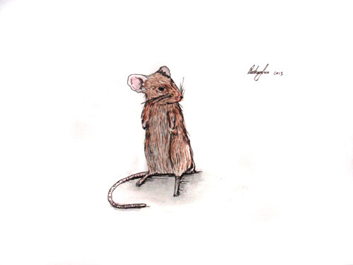 pen rat skeever Skyrim art audrey lee rodent animal study Cat badger fish FOX sketch cute