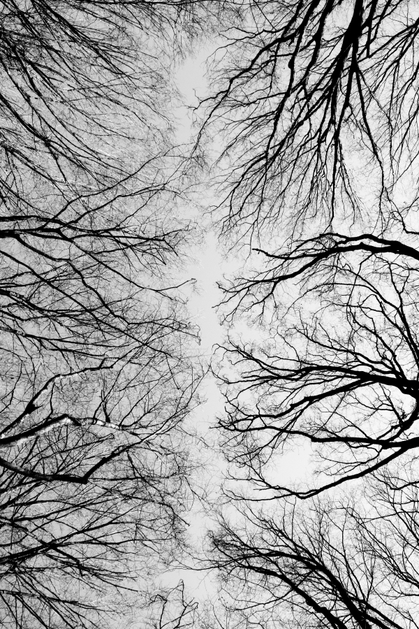 Tree  forest Nature network neuron connection b&w