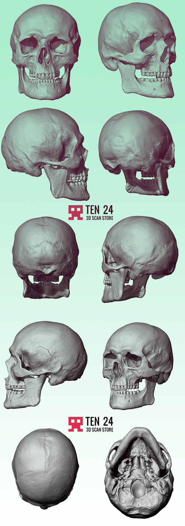 female skull scan anatomy female skull  obj ztl zremesher topology medical ten24 3dscanstore male male skull