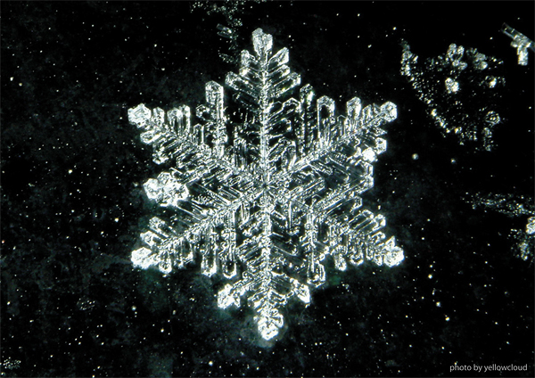 snow team snowflakes