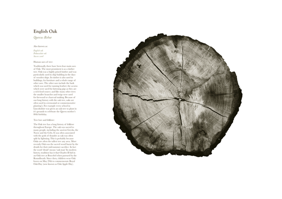 trees forest Nature wildlife oak Cross Section annual rings