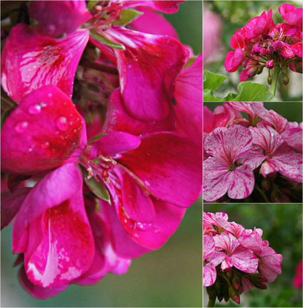 Flowers spring pink violet purple green leaves Nature garden colours rain wet
