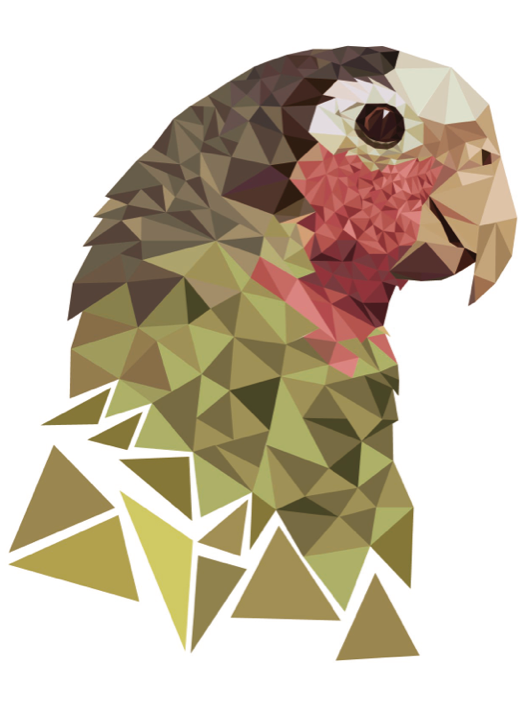 colour geometric animal parrot woman Flowers 60's