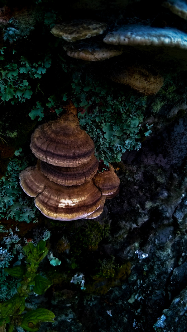 Regnum Fungi