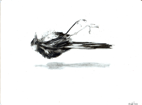 birds  Death  DANCE   pencil sorrow