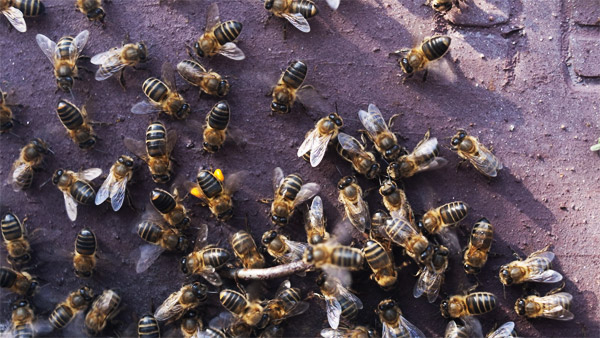 audiovisual video abejas honey bees bee