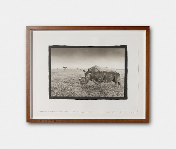 northern white rhino  platinum prints  limited edition prints