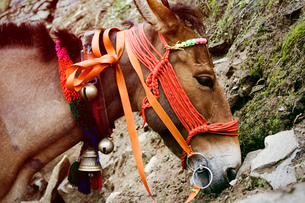 Himalayan Mountains Pilgrims Pilgrimmage Hike mountain