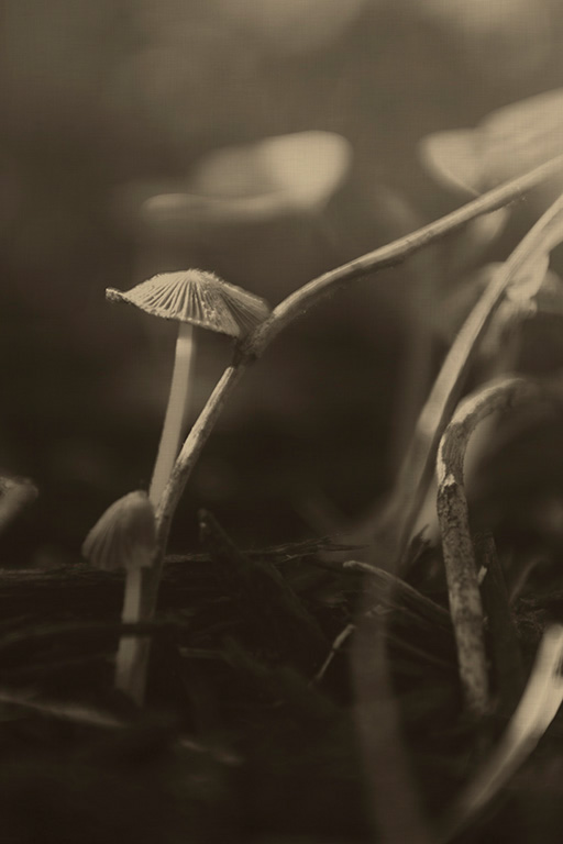 pictorialism Mushrooms mushroom