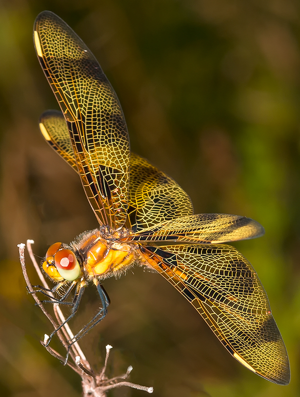 dragonflies