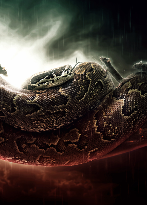 wrath of the snake wallpaper youthedesigner rat year of the free wallpaper wrath dark conceptual