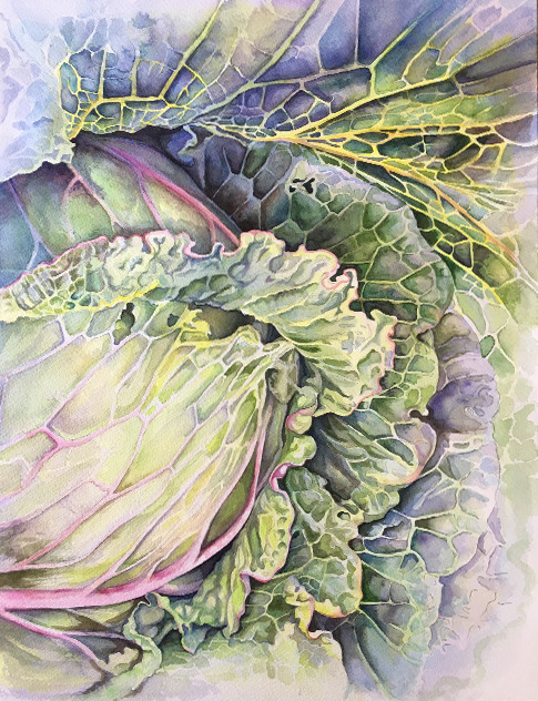 watercolor aquarelle stilllife cabbage painting   FINEART produce vegetable green ILLUSTRATION 