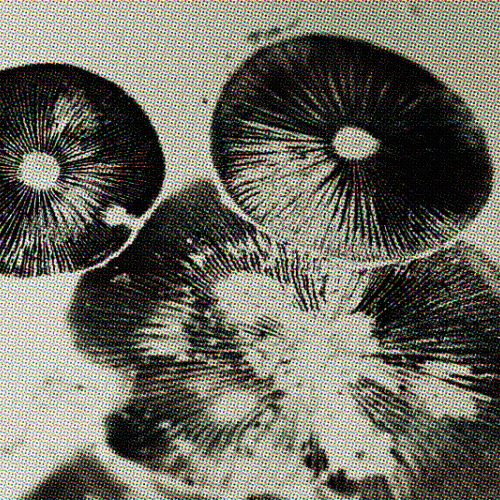 art autumn experimental Fungi imprint Mushrooms mycology Project micro negative