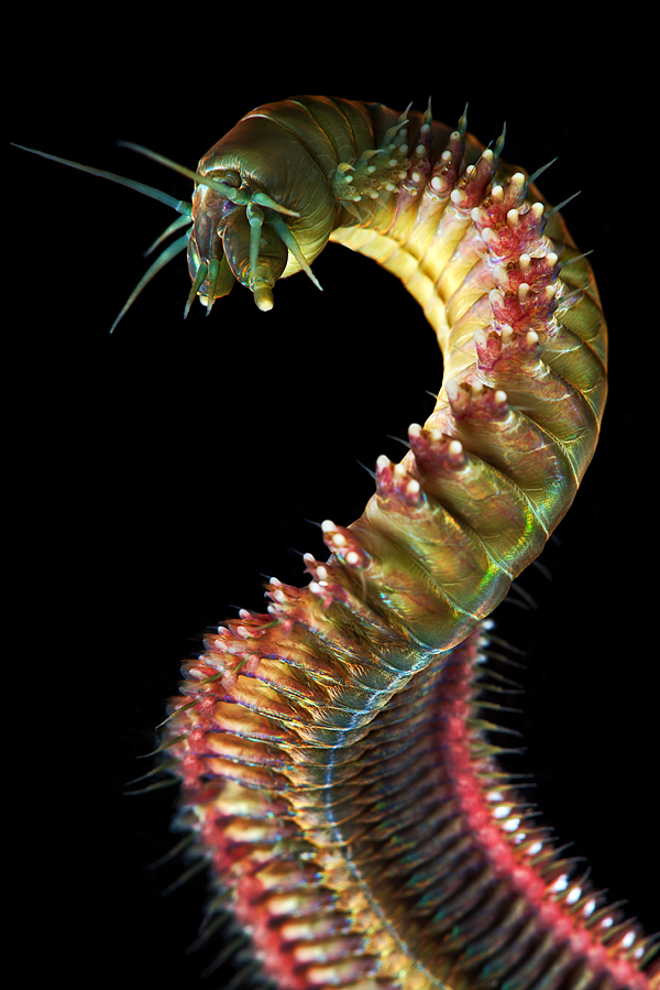 underwater worms