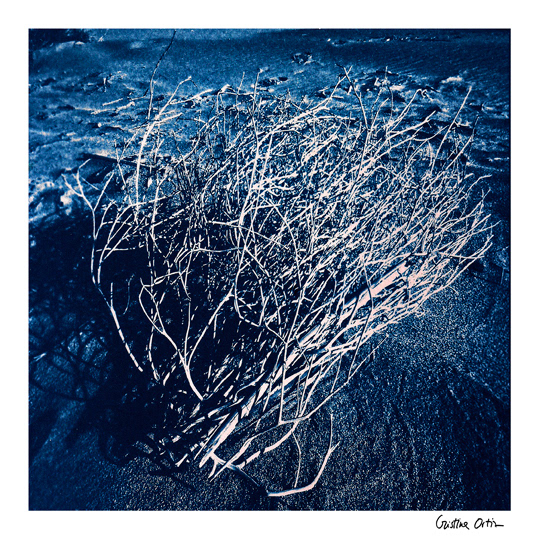 alternative photgraphy cyanotype Landscape Photography 