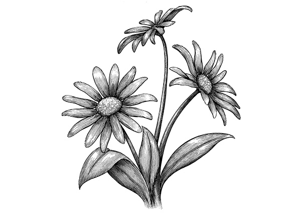 Botanical Scratchboard Engravings by Steven Noble on Behance