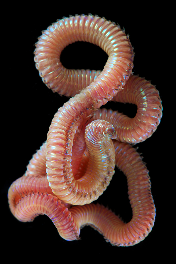 underwater worms
